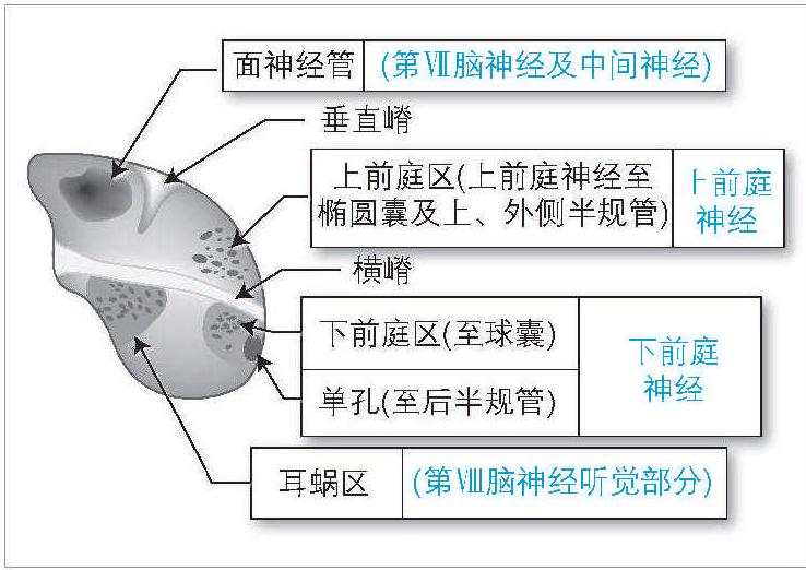 1.5 顱骨孔及通過顱骨孔的結(jié)構(gòu)